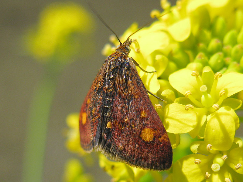 falena da identificare 2 - Pyrausta aurata, Crambidae